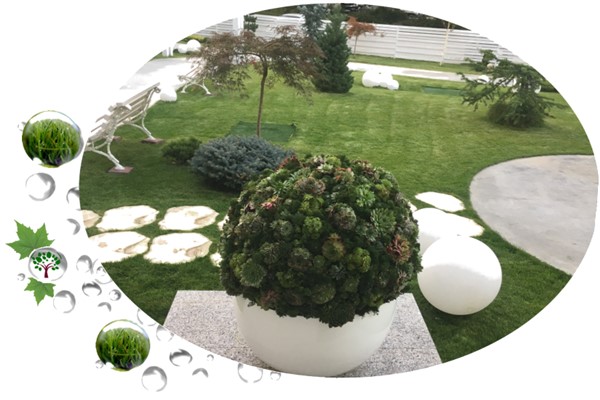 SERVICII | Proiectare, Amenajare, Plantare, Irigatii si Intretinere spatii verzi SERVICII | Proiectare, Amenajare, Plantare, Irigatii si Intretinere spatii verzi